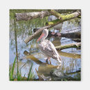 Zoek naar pelican magneten Vogels