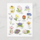 Zoek naar botanische afbeeldingen briefkaarten Bloem
