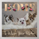 Zoek naar huisdier posters Puppy