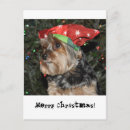 Zoek naar yorkshire kaarten Hond