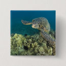 Zoek naar zeeschildpad buttons Zwemmen