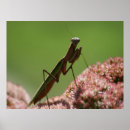 Zoek naar mantid Wild