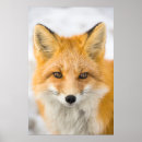 Zoek naar portret posters Dier