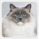Zoek naar ragdoll kat stickers Katten