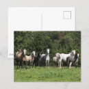 Zoek naar ponies briefkaarten Bob langrish