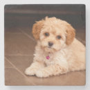 Zoek naar poedel onderzetters Puppy