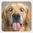 Zoek naar hond neus stickers Huisdier
