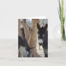 Zoek naar baby ezel kaarten Dieren