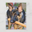 Zoek naar german shepherd briefkaarten Dieren