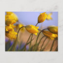 Zoek naar narcissus briefkaarten Flower