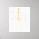 Zoek naar menselijk diagram kunst Lichaam