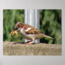 Zoek naar larve posters Vogel