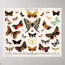 Zoek naar moth kunst Insect