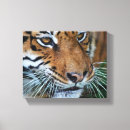 Zoek naar tijger hoofd kunst Ogen