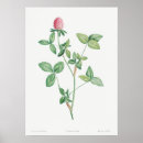 Zoek naar vintage klaver posters Bloem