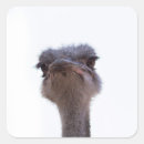 Zoek naar grappige struisvogel stickers Dier