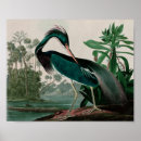 Zoek naar louisiana heron posters Vogels uit amerika