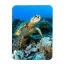 Zoek naar turtle magneten Blauw
