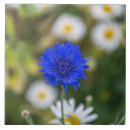 Zoek naar korenbloem tegels Blauw