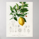 Zoek naar botanical illustration kunst Botanisch