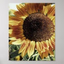 Zoek naar mammoet posters Zonnebloem