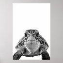 Zoek naar zeeschildpad posters Oceaan
