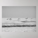 Zoek naar pelikanen posters Zee