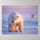Zoek naar ijsbeer posters Witte beer