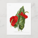 Zoek naar anthurium briefkaarten Flora