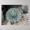 Zoek naar sonora woestijn posters Cactus