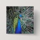 Zoek naar pauw buttons Groen