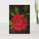 Zoek naar dianthus kaarten Botanisch