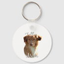 Zoek naar toller accessoires Duck tolling retriever