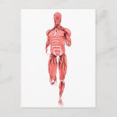 Zoek naar bicep briefkaarten Spierweefsel