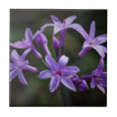 Zoek naar macro tegels Floreel