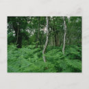 Zoek naar berk briefkaarten Bossen