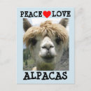 Zoek naar alpacas briefkaarten Liefde