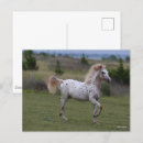 Zoek naar spotty briefkaarten Animal