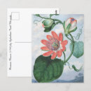 Zoek naar passiebloem briefkaarten Vintage