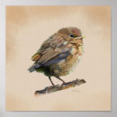 Zoek naar lijster posters Vogels