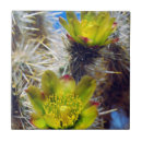 Zoek naar cactus tegels Helder