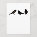 Zoek naar vogeltjes briefkaarten Voor iedereen