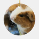 Zoek naar knaagdieren ornamenten Huisdieren