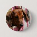 Zoek naar glad buttons Hond