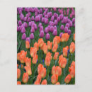 Zoek naar paarse tulp briefkaarten Natuur