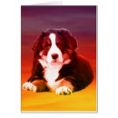 Zoek naar berner sennenhund briefkaarten Voor iedereen