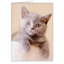 Zoek naar british cat briefkaarten Schattige dieren