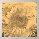 Zoek naar zonnebloem afbeeldingen posters Schilderij