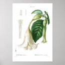 Zoek naar redouté posters Vintage