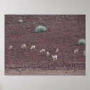 Zoek naar namib posters Woestijn